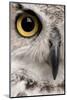 Close-Up of Great Horned Owl, Bubo Virginianus Subarcticus-Life on White-Mounted Photographic Print