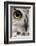 Close-Up of Great Horned Owl, Bubo Virginianus Subarcticus-Life on White-Framed Photographic Print