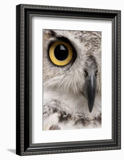 Close-Up of Great Horned Owl, Bubo Virginianus Subarcticus-Life on White-Framed Photographic Print