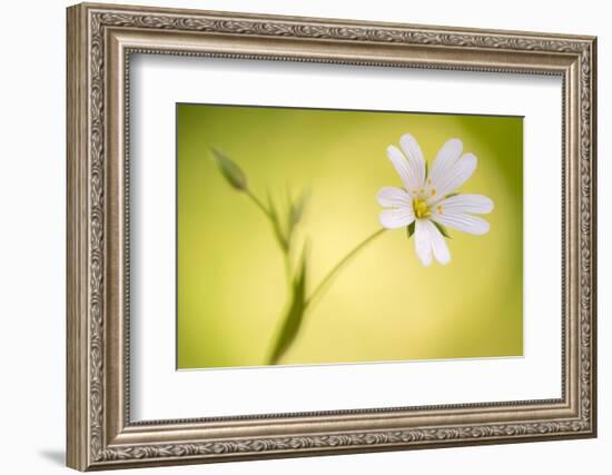 Close up of Greater stitchwort flower, Cornwall, UK-Ross Hoddinott-Framed Photographic Print