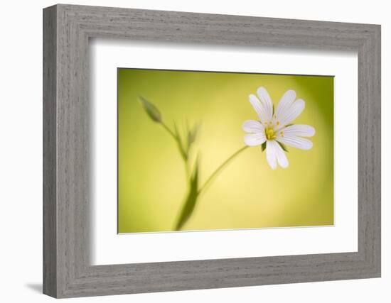 Close up of Greater stitchwort flower, Cornwall, UK-Ross Hoddinott-Framed Photographic Print