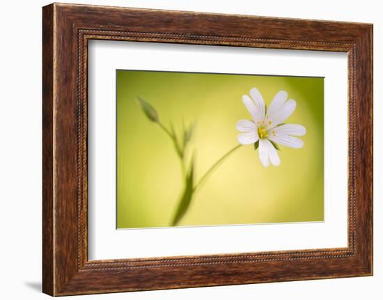 Close up of Greater stitchwort flower, Cornwall, UK-Ross Hoddinott-Framed Photographic Print