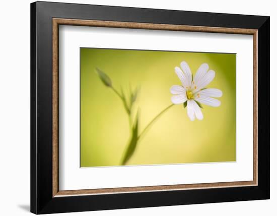 Close up of Greater stitchwort flower, Cornwall, UK-Ross Hoddinott-Framed Photographic Print