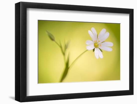 Close up of Greater stitchwort flower, Cornwall, UK-Ross Hoddinott-Framed Photographic Print