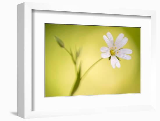 Close up of Greater stitchwort flower, Cornwall, UK-Ross Hoddinott-Framed Photographic Print