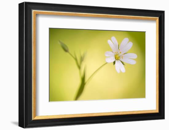 Close up of Greater stitchwort flower, Cornwall, UK-Ross Hoddinott-Framed Photographic Print