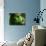 Close Up of Green Bull Frog.-Daniel Gambino-Photographic Print displayed on a wall