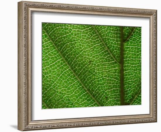 Close-up of Green Leaf, Jasmund National Park, Island of Ruegen, Germany-Christian Ziegler-Framed Photographic Print