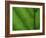 Close-up of Green Leaf, Jasmund National Park, Island of Ruegen, Germany-Christian Ziegler-Framed Photographic Print