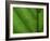 Close-up of Green Leaf, Jasmund National Park, Island of Ruegen, Germany-Christian Ziegler-Framed Photographic Print