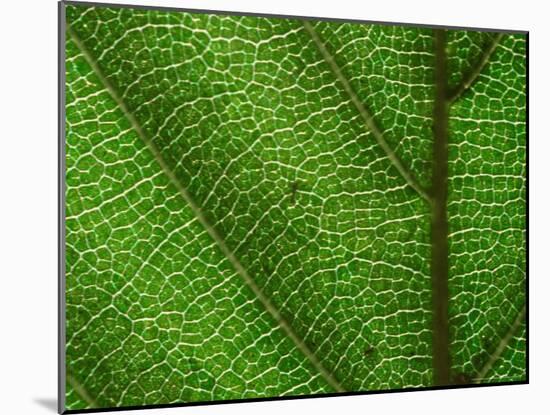 Close-up of Green Leaf, Jasmund National Park, Island of Ruegen, Germany-Christian Ziegler-Mounted Photographic Print