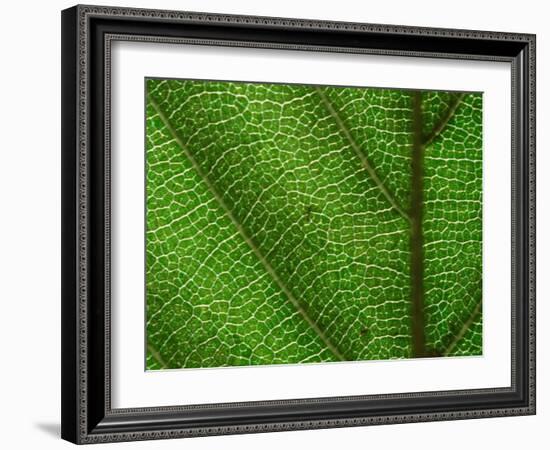 Close-up of Green Leaf, Jasmund National Park, Island of Ruegen, Germany-Christian Ziegler-Framed Photographic Print