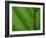 Close-up of Green Leaf, Jasmund National Park, Island of Ruegen, Germany-Christian Ziegler-Framed Photographic Print