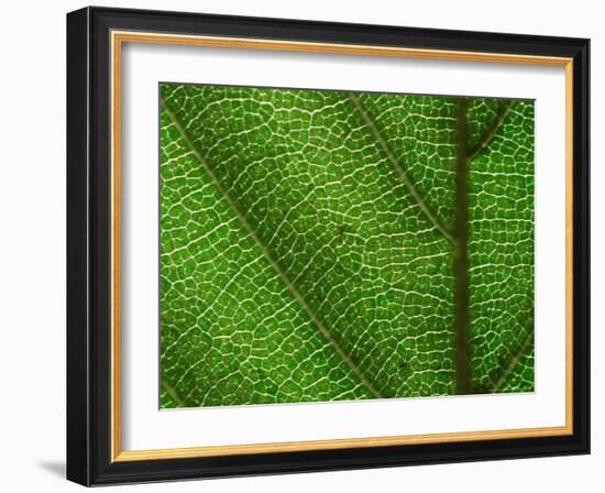 Close-up of Green Leaf, Jasmund National Park, Island of Ruegen, Germany-Christian Ziegler-Framed Photographic Print