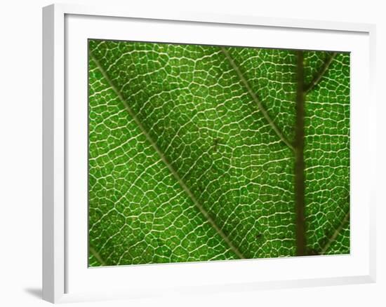 Close-up of Green Leaf, Jasmund National Park, Island of Ruegen, Germany-Christian Ziegler-Framed Photographic Print