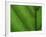 Close-up of Green Leaf, Jasmund National Park, Island of Ruegen, Germany-Christian Ziegler-Framed Photographic Print