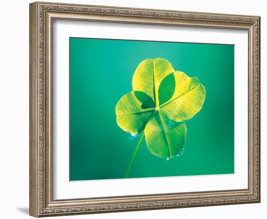 Close Up of Green Leaf Sprig on Dark Teal-null-Framed Photographic Print