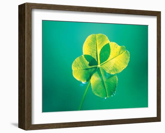 Close Up of Green Leaf Sprig on Dark Teal-null-Framed Photographic Print