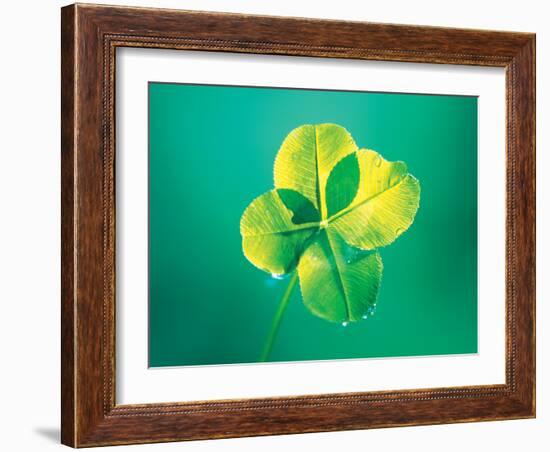 Close Up of Green Leaf Sprig on Dark Teal-null-Framed Photographic Print