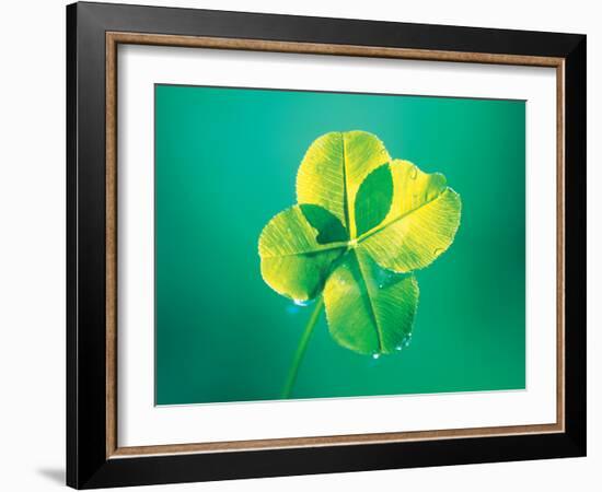 Close Up of Green Leaf Sprig on Dark Teal-null-Framed Photographic Print