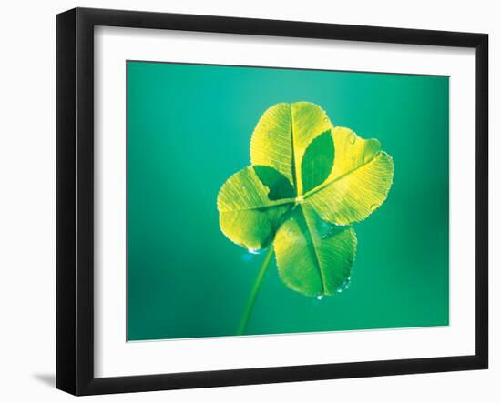 Close Up of Green Leaf Sprig on Dark Teal-null-Framed Photographic Print