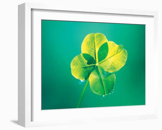 Close Up of Green Leaf Sprig on Dark Teal-null-Framed Photographic Print
