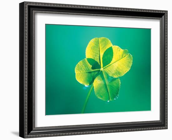 Close Up of Green Leaf Sprig on Dark Teal-null-Framed Photographic Print