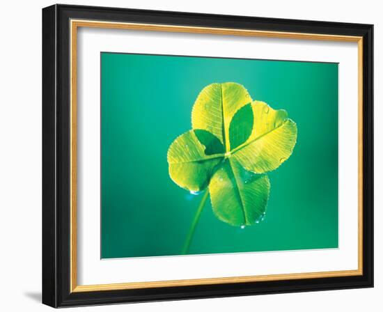 Close Up of Green Leaf Sprig on Dark Teal-null-Framed Photographic Print