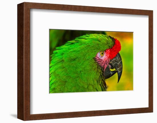 Close-up of green military macaw.-William Perry-Framed Photographic Print