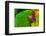 Close-up of green military macaw.-William Perry-Framed Photographic Print