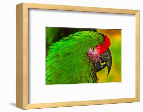Close-up of green military macaw.-William Perry-Framed Photographic Print
