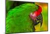 Close-up of green military macaw.-William Perry-Mounted Photographic Print