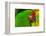 Close-up of green military macaw.-William Perry-Framed Photographic Print