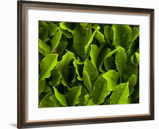 Close Up of Green Tea Leaves Growing on the Makinohara Tea Plantation in Shizuoka, Japan-null-Framed Photographic Print