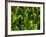 Close Up of Green Tea Leaves Growing on the Makinohara Tea Plantation in Shizuoka, Japan-null-Framed Photographic Print