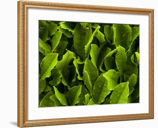 Close Up of Green Tea Leaves Growing on the Makinohara Tea Plantation in Shizuoka, Japan-null-Framed Photographic Print