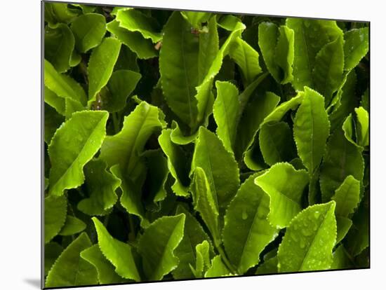 Close Up of Green Tea Leaves Growing on the Makinohara Tea Plantation in Shizuoka, Japan-null-Mounted Photographic Print