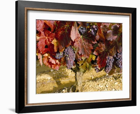 Close-Up of Grenache Grapes, Provence, France-Michael Busselle-Framed Photographic Print
