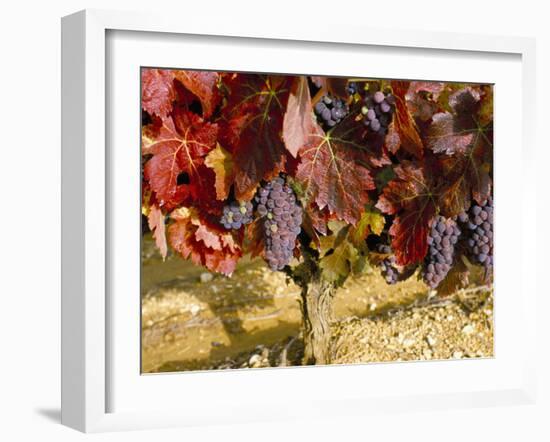 Close-Up of Grenache Grapes, Provence, France-Michael Busselle-Framed Photographic Print