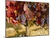 Close-Up of Grenache Grapes, Provence, France-Michael Busselle-Mounted Photographic Print