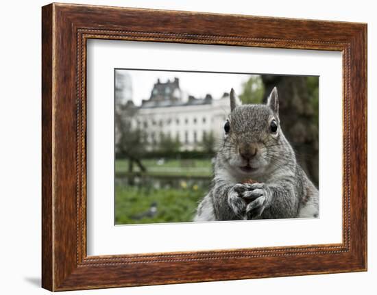 Close-Up of Grey Squirrel (Sciurus Carolinensis) Holding a Nut-Bertie Gregory-Framed Photographic Print