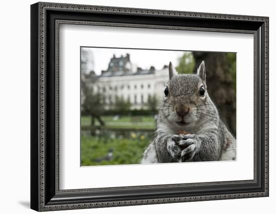 Close-Up of Grey Squirrel (Sciurus Carolinensis) Holding a Nut-Bertie Gregory-Framed Photographic Print