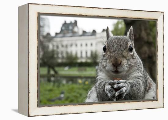 Close-Up of Grey Squirrel (Sciurus Carolinensis) Holding a Nut-Bertie Gregory-Framed Premier Image Canvas