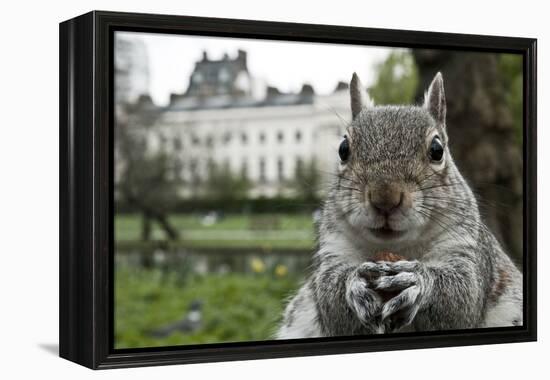 Close-Up of Grey Squirrel (Sciurus Carolinensis) Holding a Nut-Bertie Gregory-Framed Premier Image Canvas