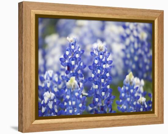 Close Up of Group of Texas Bluebonnets, Texas, USA-Julie Eggers-Framed Premier Image Canvas