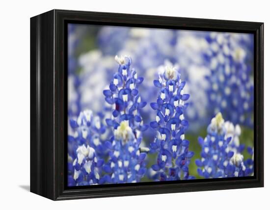 Close Up of Group of Texas Bluebonnets, Texas, USA-Julie Eggers-Framed Premier Image Canvas