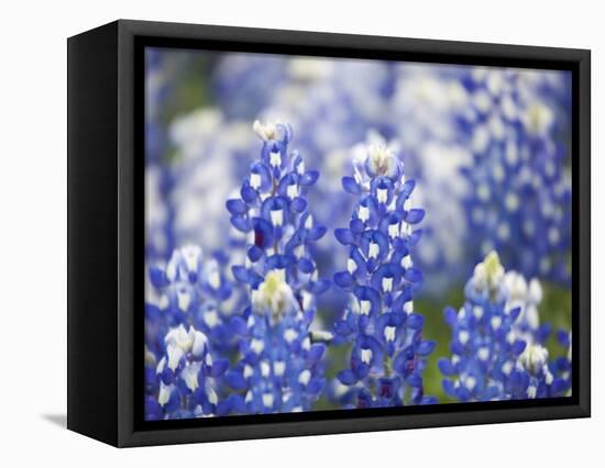 Close Up of Group of Texas Bluebonnets, Texas, USA-Julie Eggers-Framed Premier Image Canvas