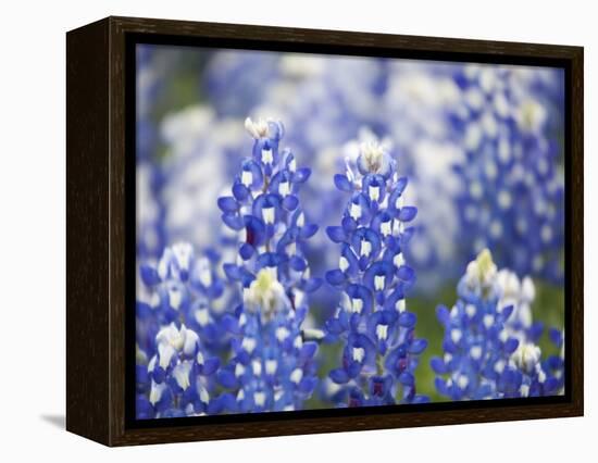 Close Up of Group of Texas Bluebonnets, Texas, USA-Julie Eggers-Framed Premier Image Canvas