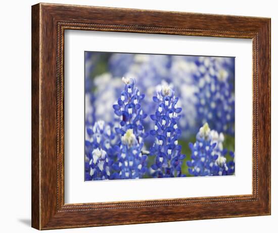 Close Up of Group of Texas Bluebonnets, Texas, USA-Julie Eggers-Framed Photographic Print