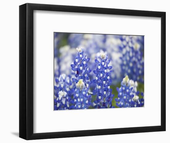 Close Up of Group of Texas Bluebonnets, Texas, USA-Julie Eggers-Framed Photographic Print